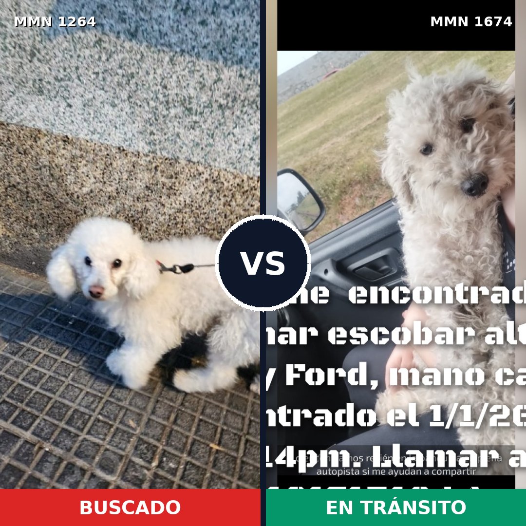 Comparativa MMS 36203: mascota perdida y mascota encontrada, 47% de similitud