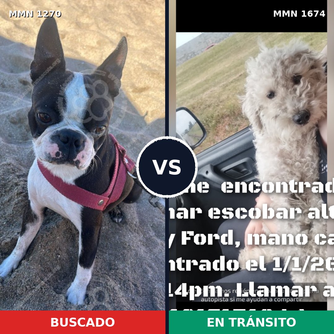 Comparativa MMS 36204: mascota perdida y mascota encontrada, 42% de similitud