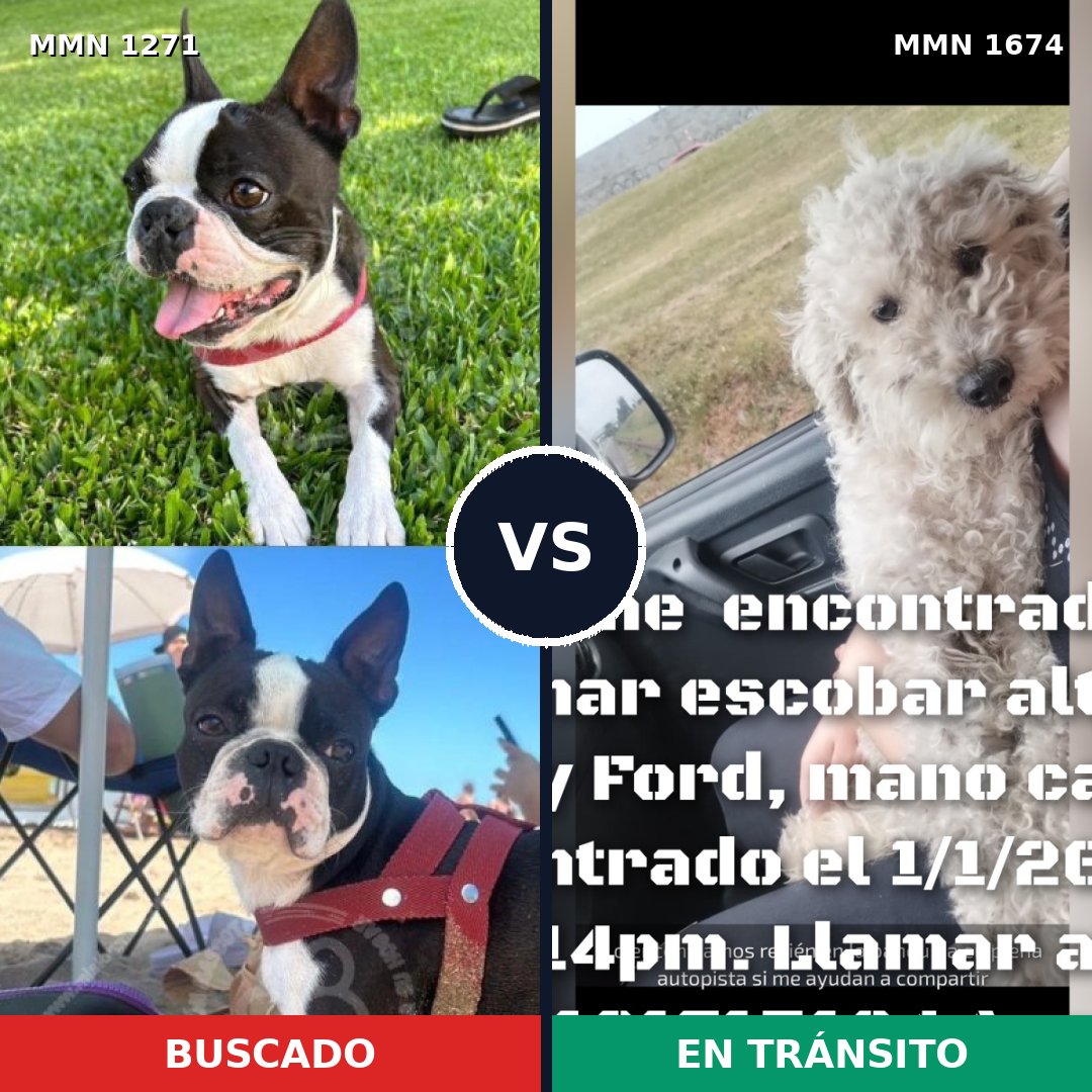 Comparativa MMS 36205: mascota perdida y mascota encontrada, 42% de similitud