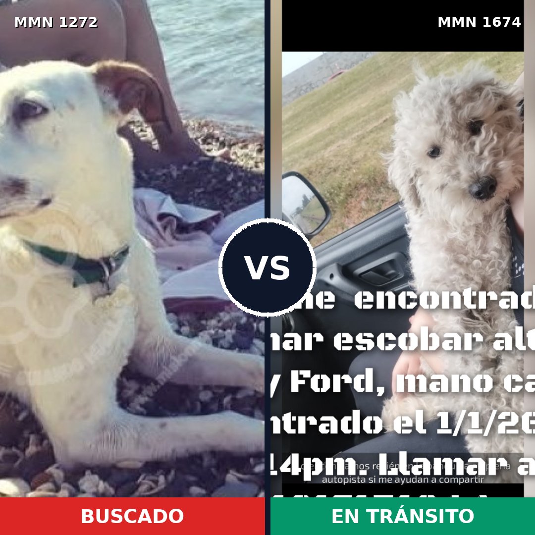 Comparativa MMS 36206: mascota perdida y mascota encontrada, 58% de similitud