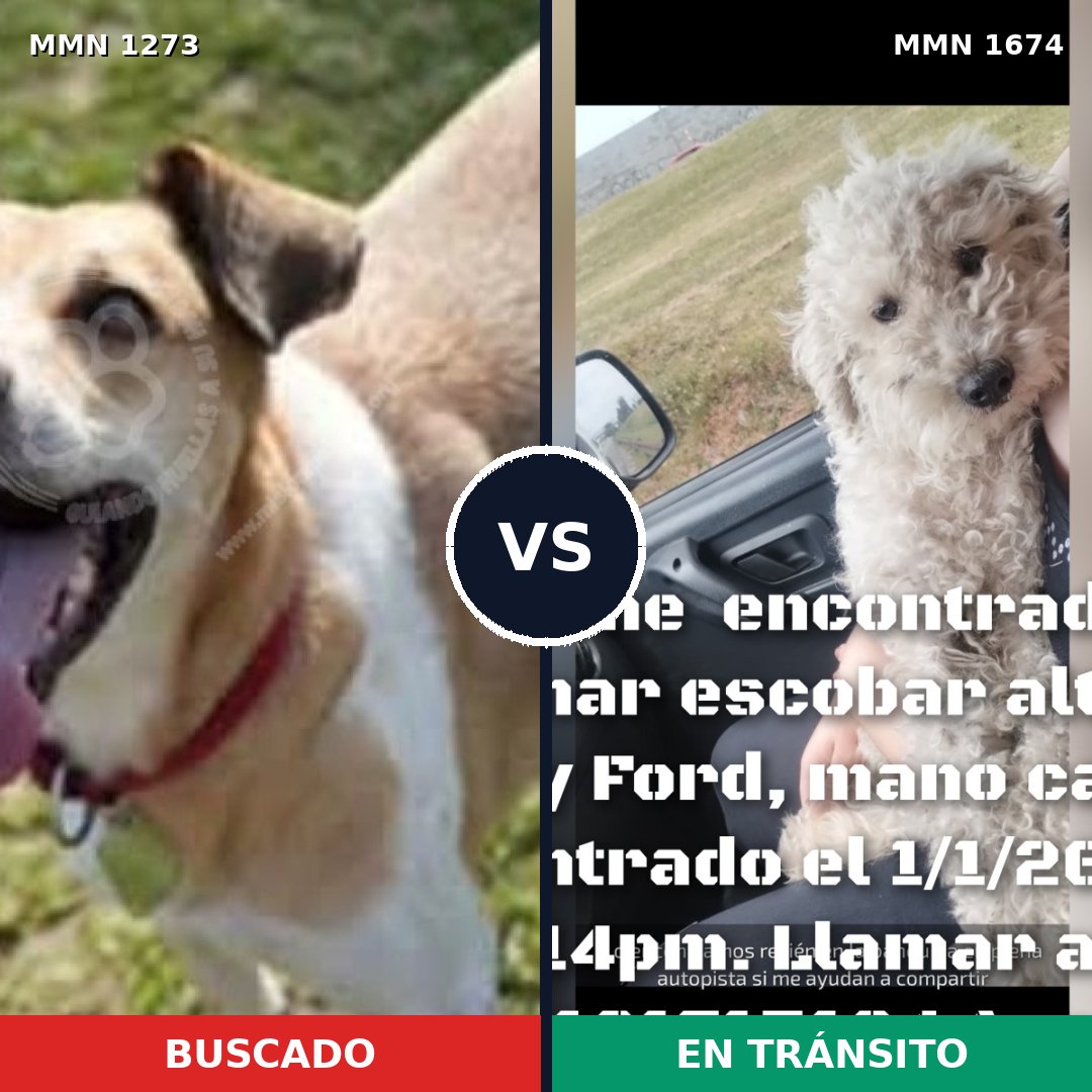 Comparativa MMS 36207: mascota perdida y mascota encontrada, 47% de similitud
