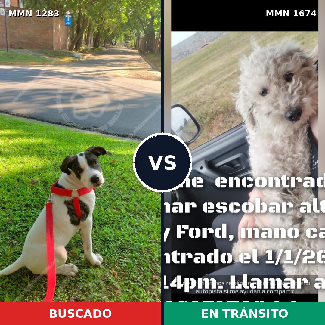Comparativa MMS 36208: mascota perdida y mascota encontrada, 49% de similitud
