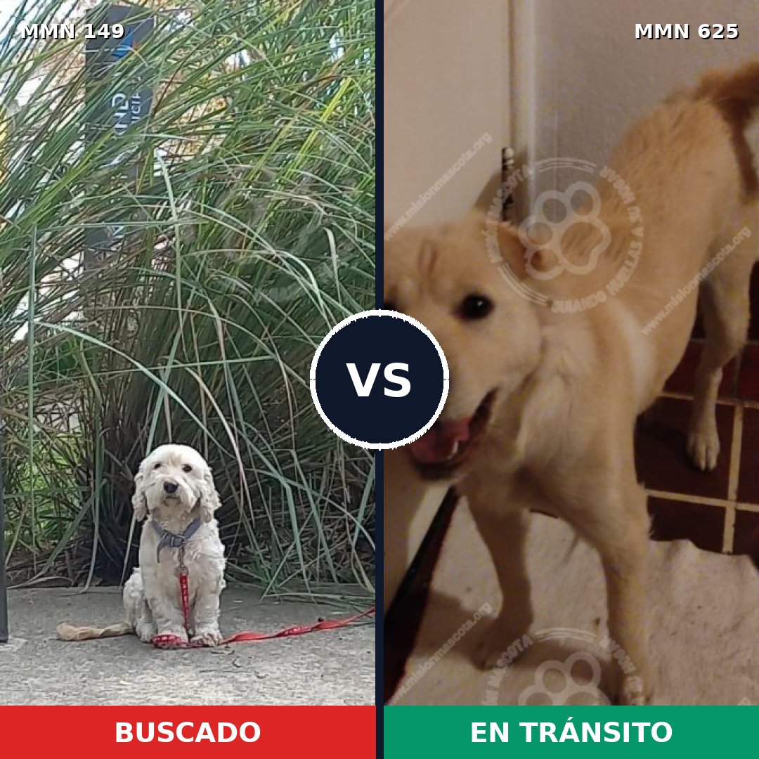 Comparativa MMS 3621: mascota perdida y mascota encontrada, 53% de similitud
