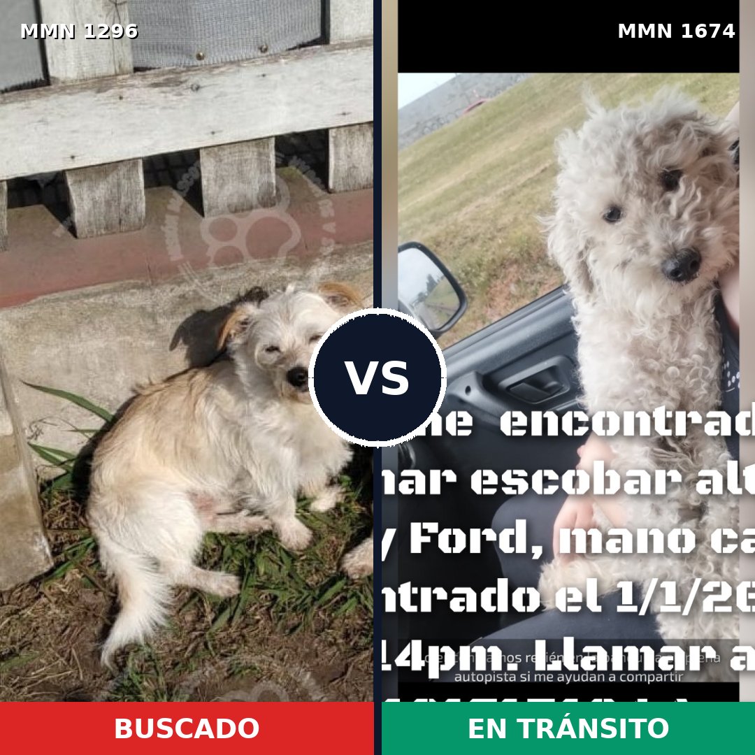 Comparativa MMS 36211: mascota perdida y mascota encontrada, 50% de similitud