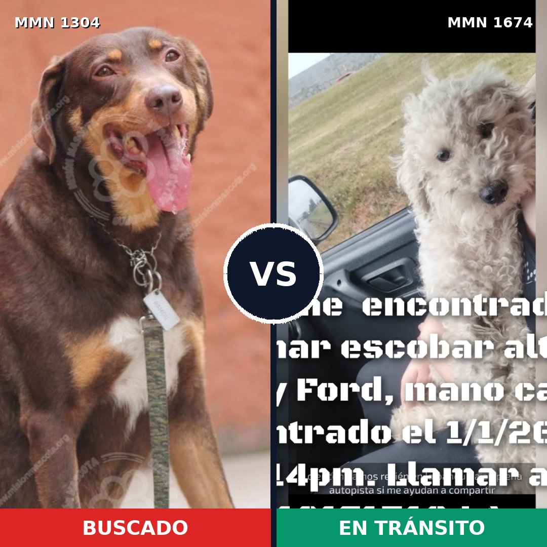 Comparativa MMS 36213: mascota perdida y mascota encontrada, 42% de similitud