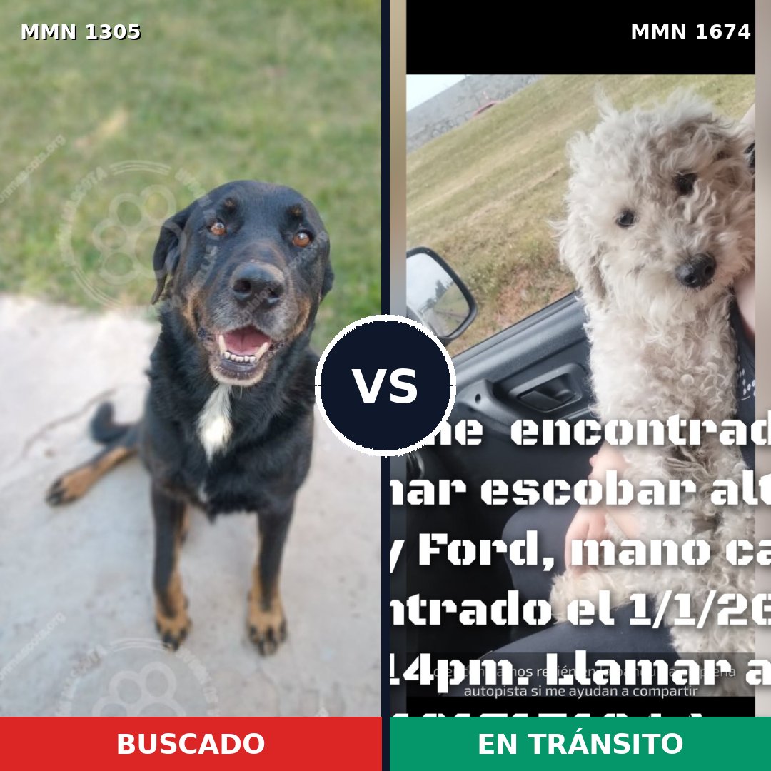 Comparativa MMS 36214: mascota perdida y mascota encontrada, 33% de similitud