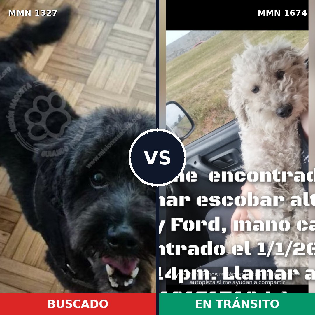 Comparativa MMS 36215: mascota perdida y mascota encontrada, 41% de similitud