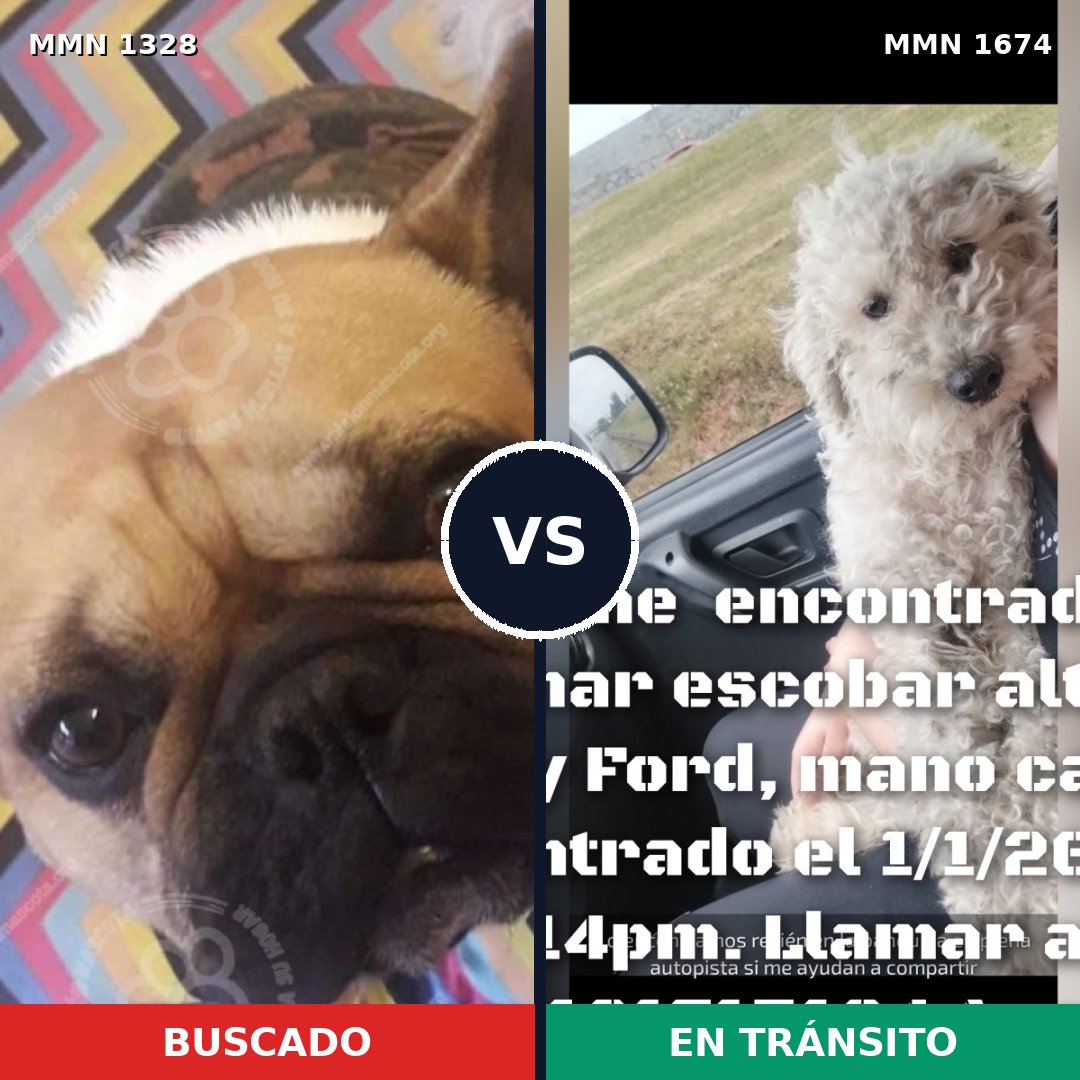 Comparativa MMS 36216: mascota perdida y mascota encontrada, 43% de similitud