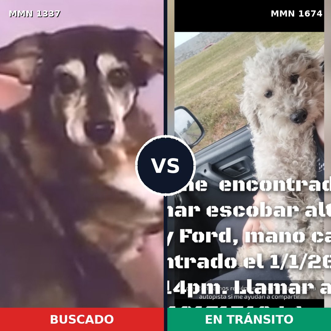 Comparativa MMS 36217: mascota perdida y mascota encontrada, 47% de similitud