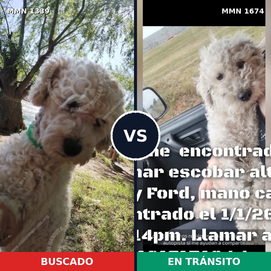 Comparativa MMS 36218: mascota perdida y mascota encontrada, 76% de similitud
