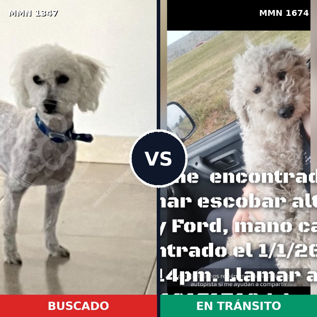 Comparativa MMS 36219: mascota perdida y mascota encontrada, 79% de similitud