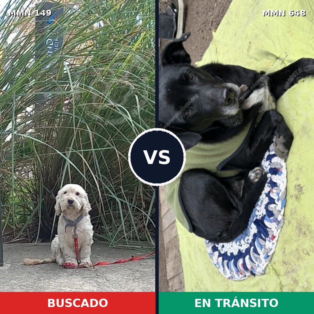 Comparativa MMS 3622: mascota perdida y mascota encontrada, 68% de similitud