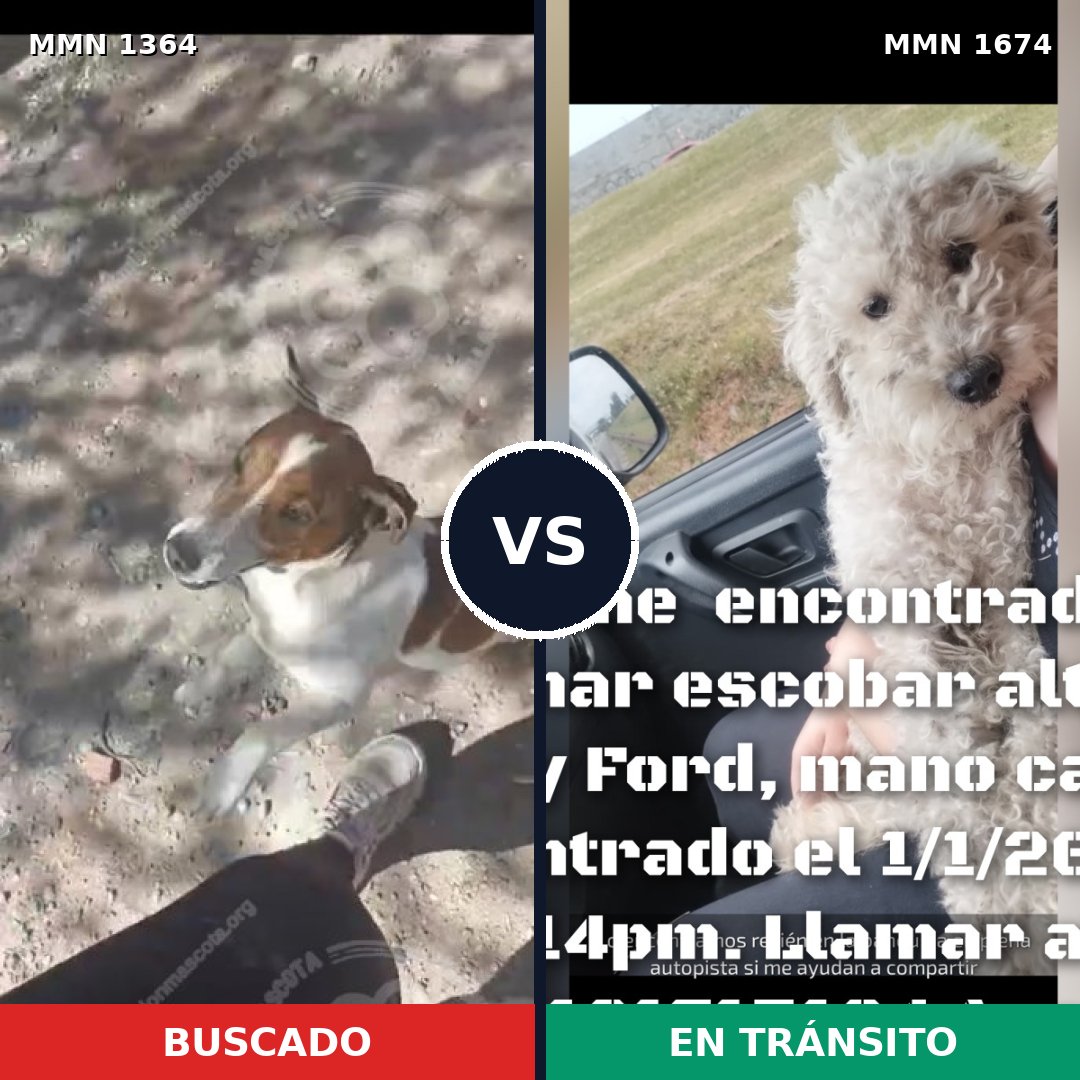 Comparativa MMS 36221: mascota perdida y mascota encontrada, 44% de similitud