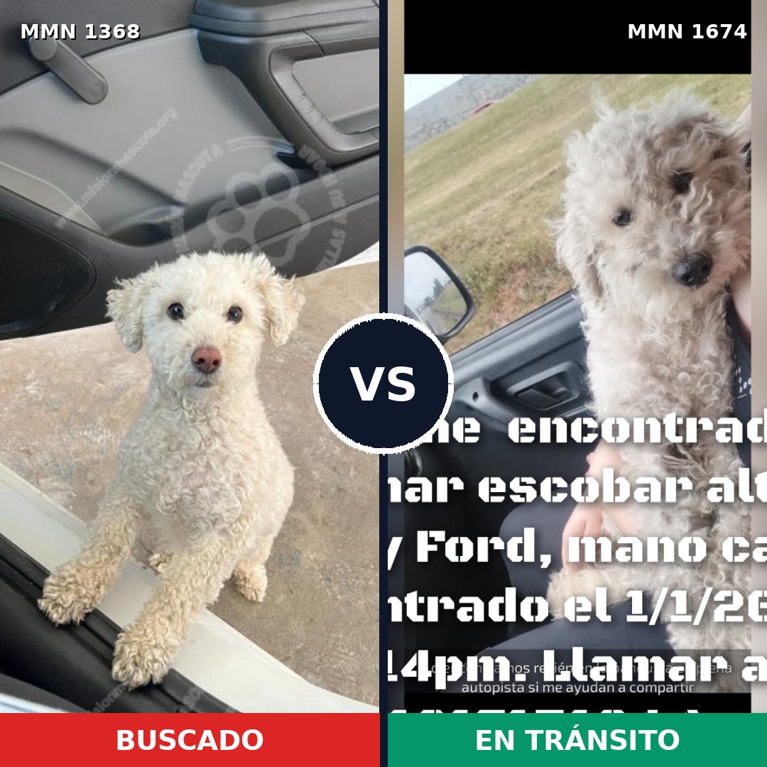 Comparativa MMS 36222: mascota perdida y mascota encontrada, 47% de similitud