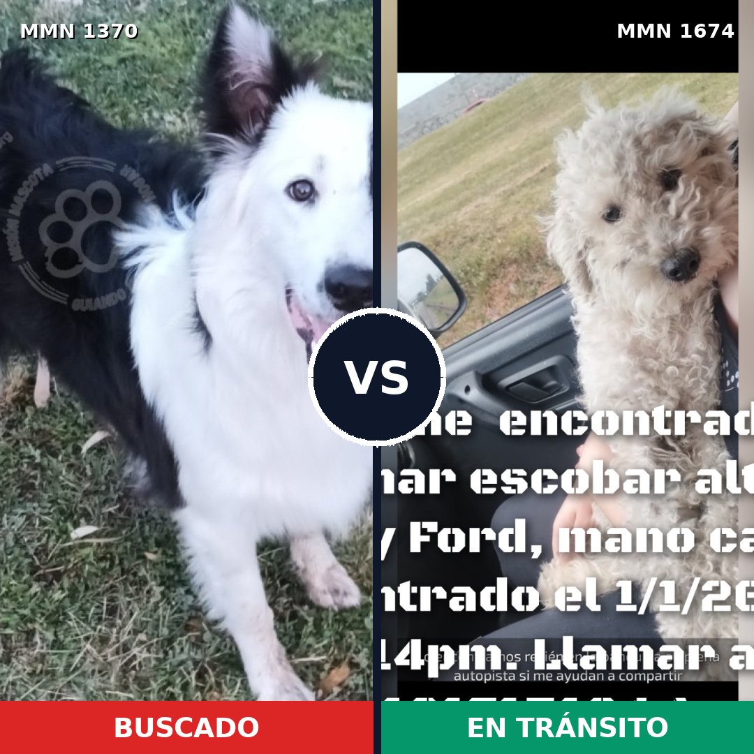 Comparativa MMS 36223: mascota perdida y mascota encontrada, 39% de similitud