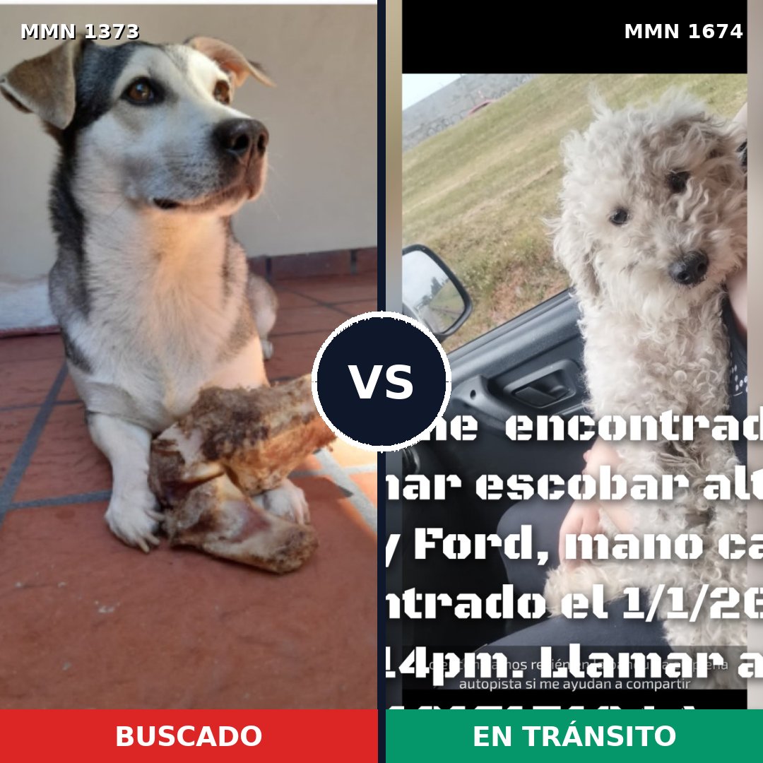 Comparativa MMS 36224: mascota perdida y mascota encontrada, 45% de similitud