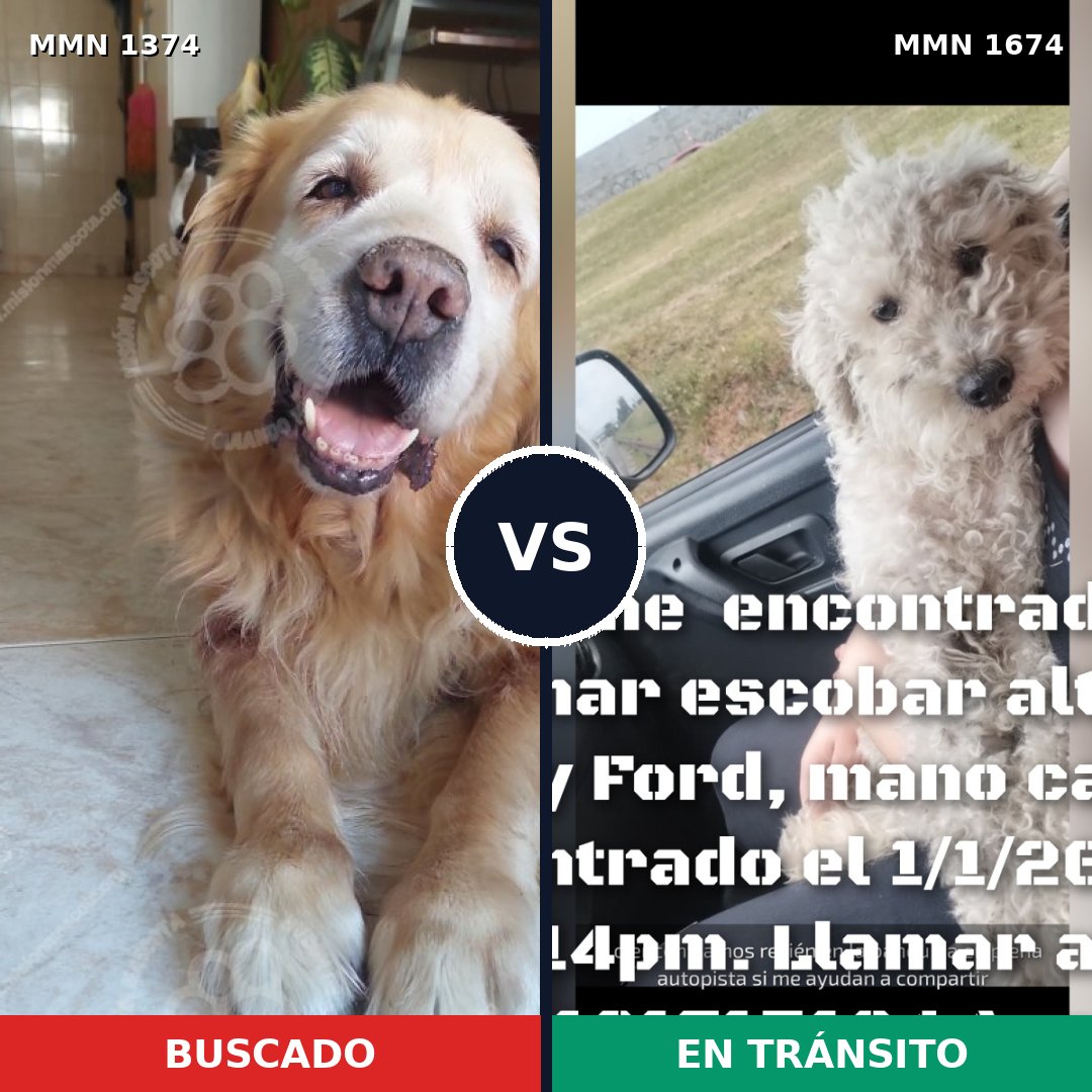 Comparativa MMS 36225: mascota perdida y mascota encontrada, 44% de similitud