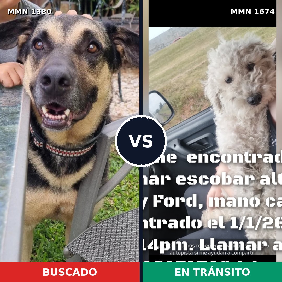 Comparativa MMS 36227: mascota perdida y mascota encontrada, 30% de similitud