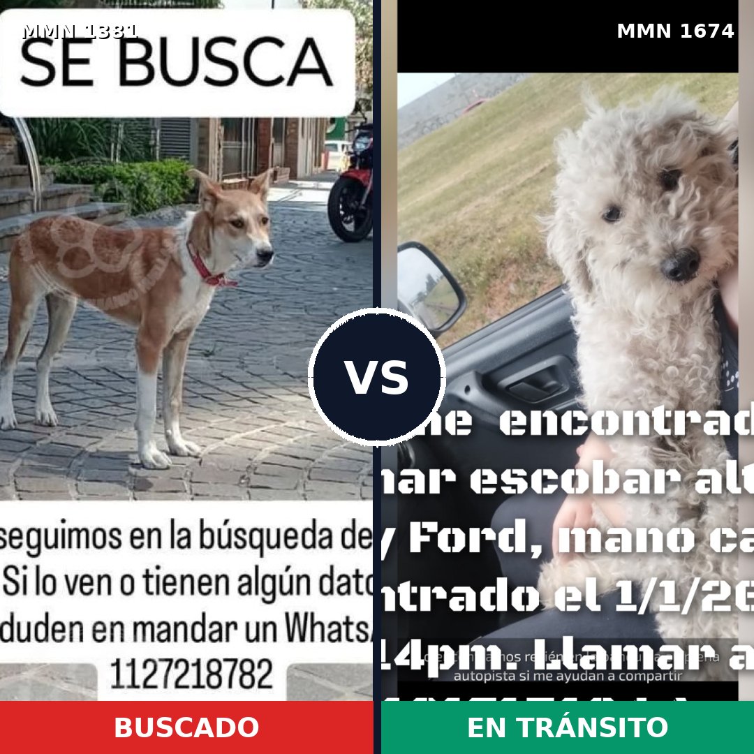 Comparativa MMS 36228: mascota perdida y mascota encontrada, 37% de similitud