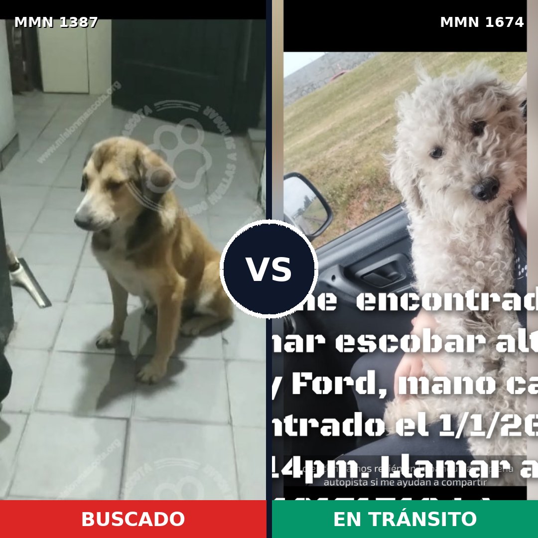 Comparativa MMS 36229: mascota perdida y mascota encontrada, 47% de similitud