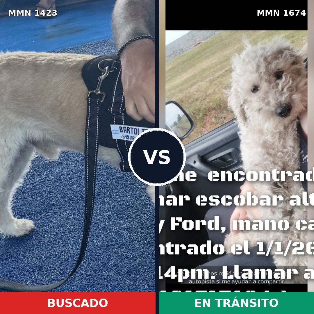 Comparativa MMS 36232: mascota perdida y mascota encontrada, 56% de similitud