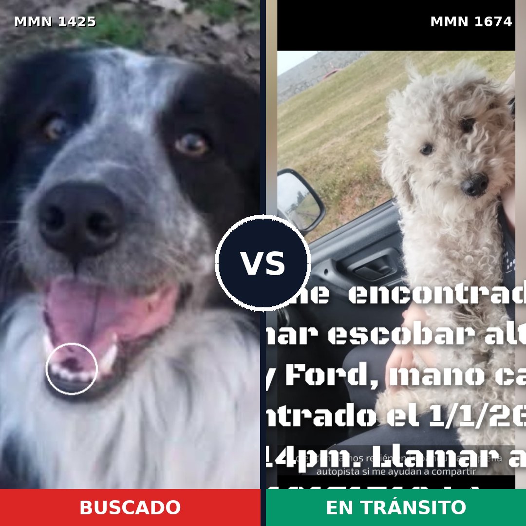 Comparativa MMS 36233: mascota perdida y mascota encontrada, 46% de similitud
