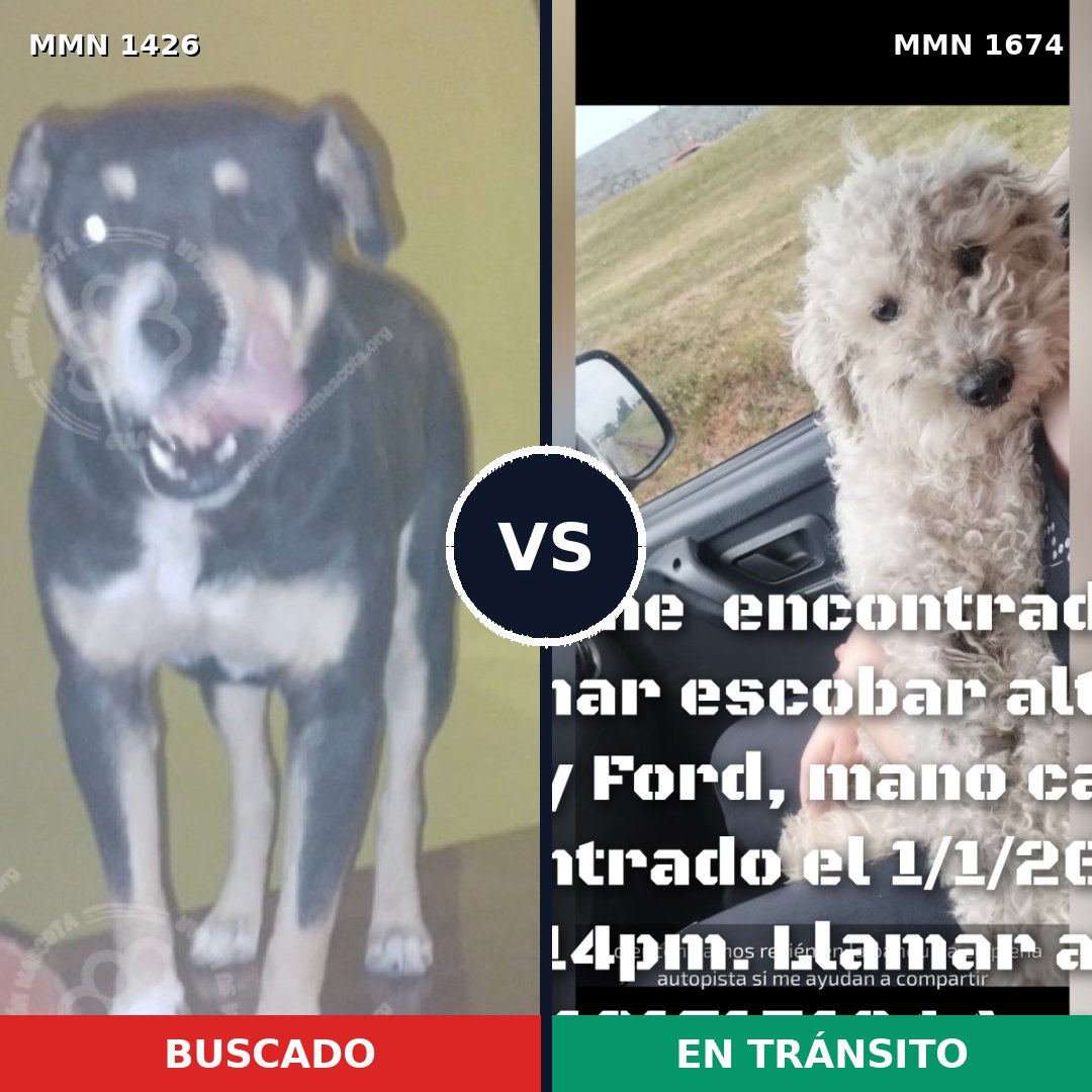 Comparativa MMS 36234: mascota perdida y mascota encontrada, 46% de similitud