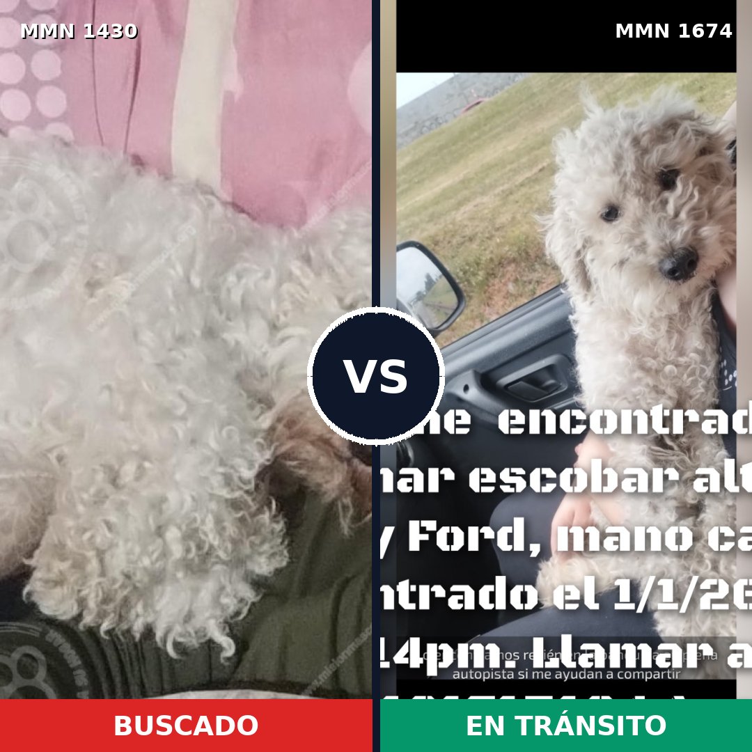 Comparativa MMS 36235: mascota perdida y mascota encontrada, 50% de similitud