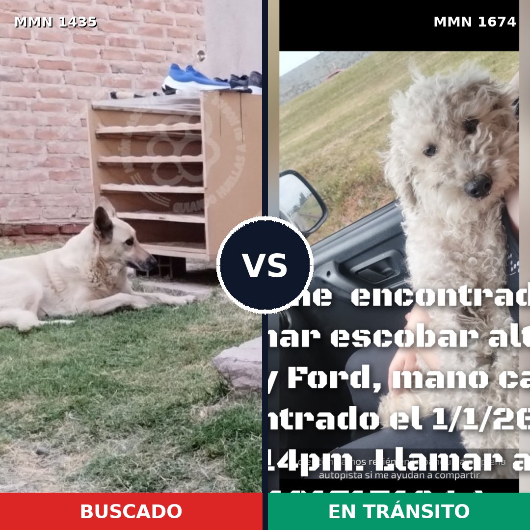 Comparativa MMS 36236: mascota perdida y mascota encontrada, 41% de similitud