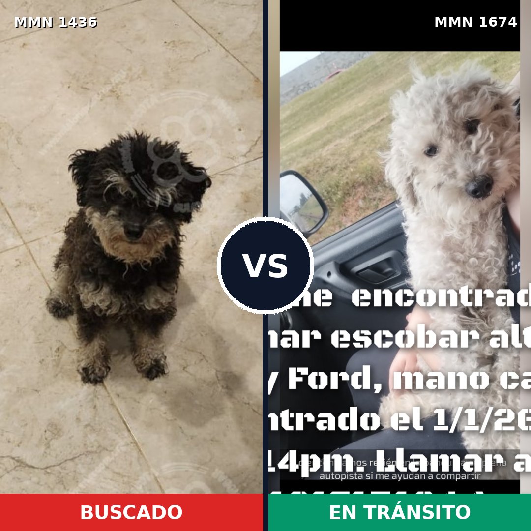 Comparativa MMS 36237: mascota perdida y mascota encontrada, 35% de similitud