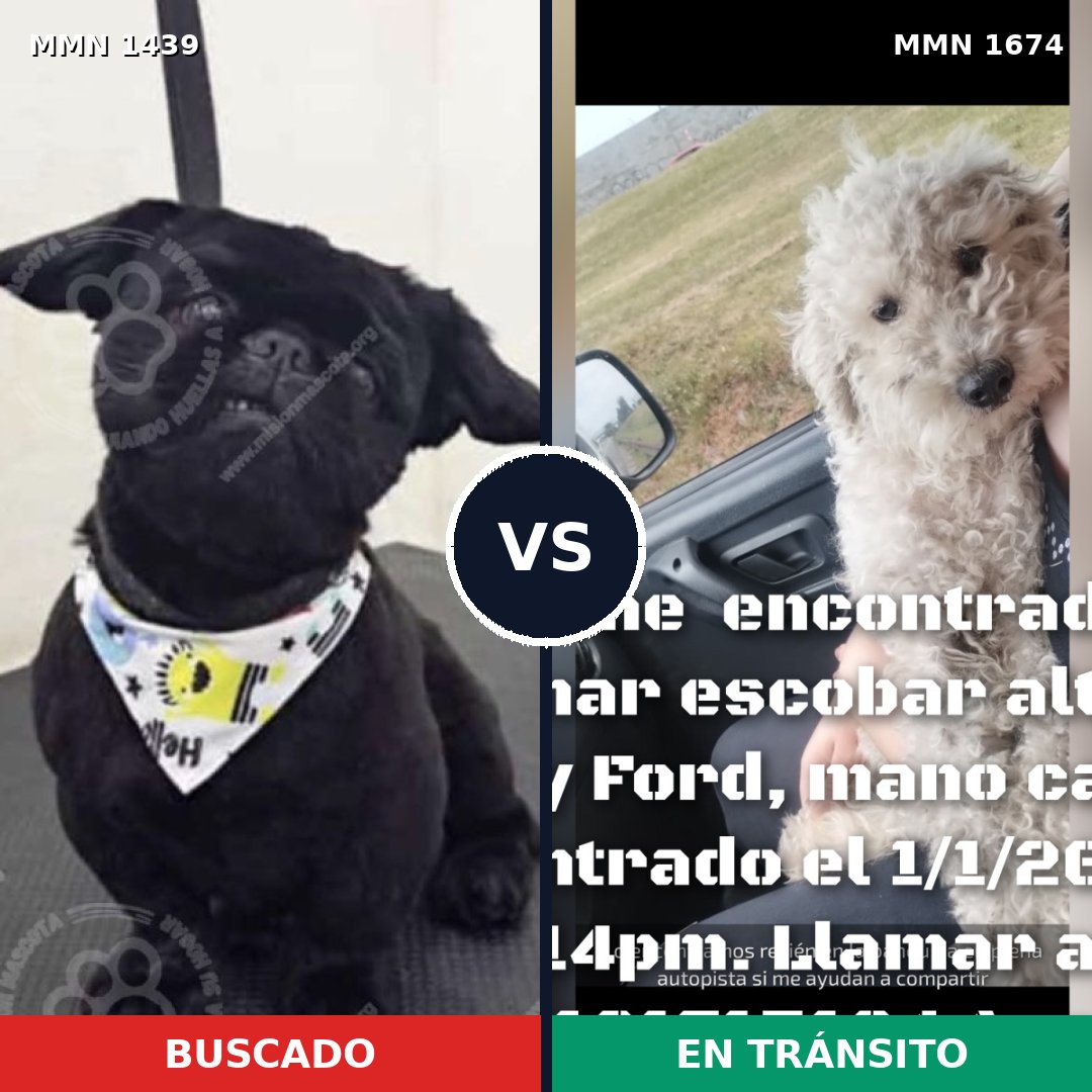 Comparativa MMS 36238: mascota perdida y mascota encontrada, 26% de similitud