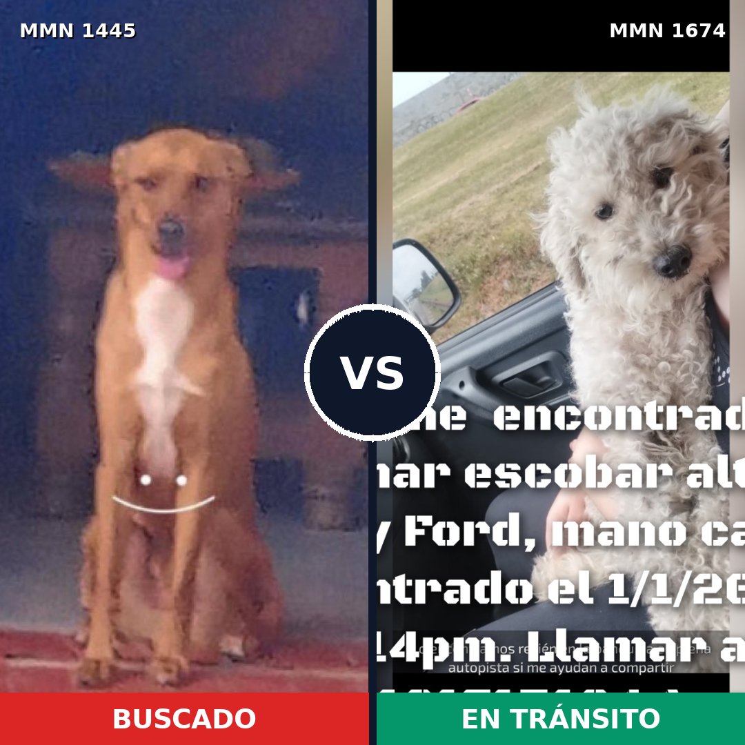 Comparativa MMS 36239: mascota perdida y mascota encontrada, 48% de similitud