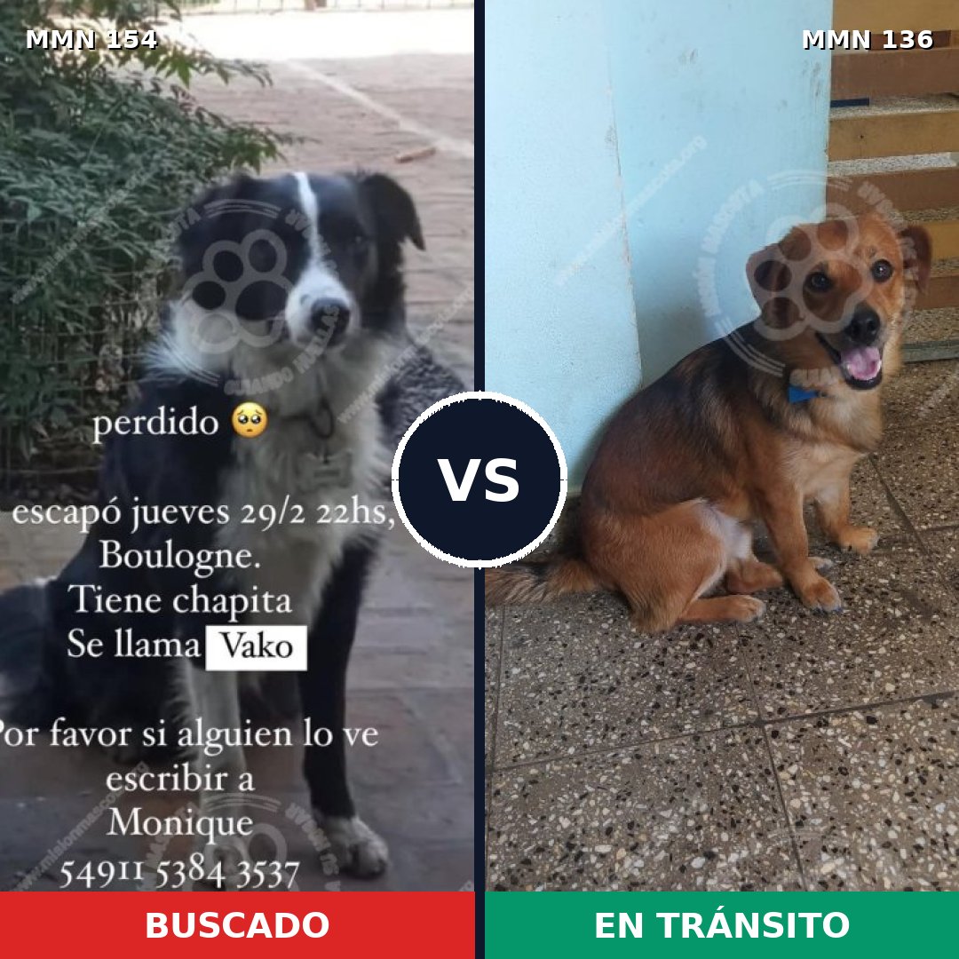 Comparativa MMS 3624: mascota perdida y mascota encontrada, 51% de similitud