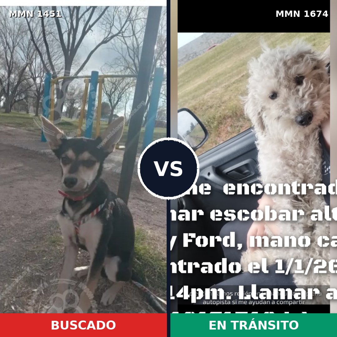 Comparativa MMS 36240: mascota perdida y mascota encontrada, 46% de similitud
