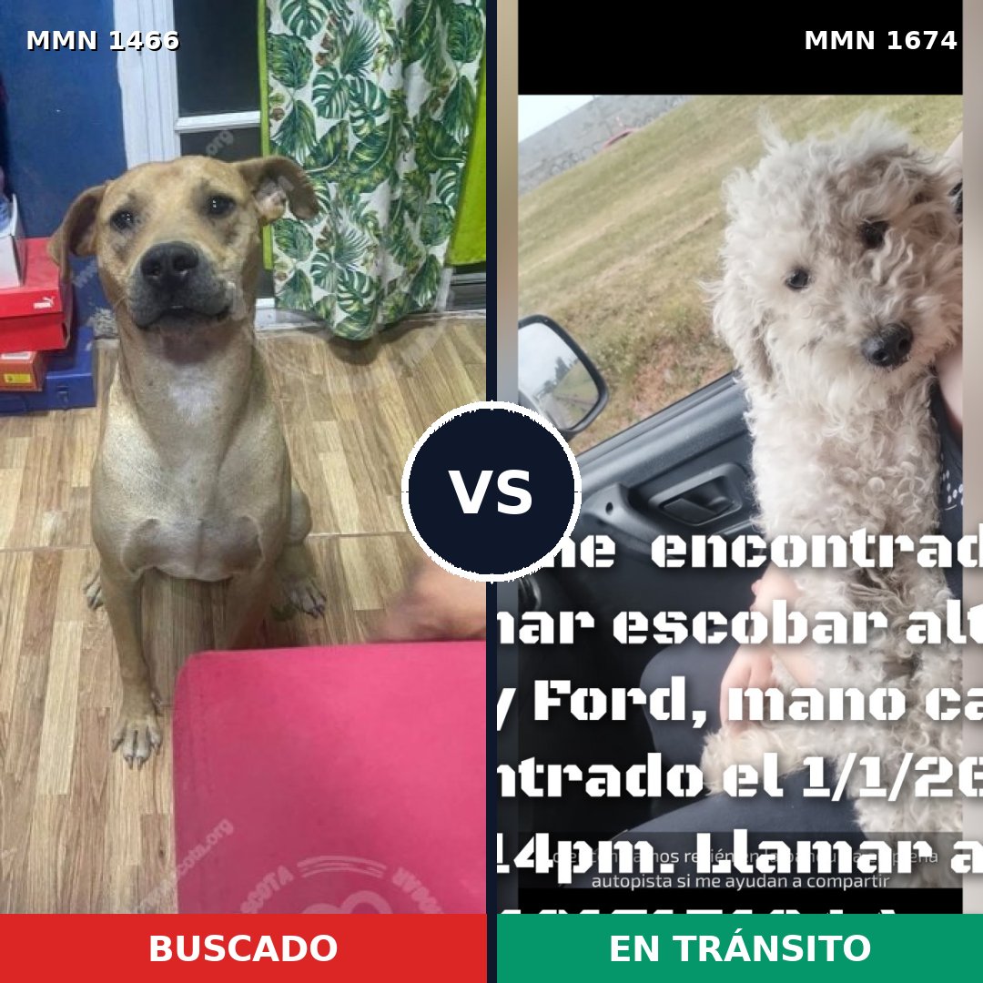 Comparativa MMS 36242: mascota perdida y mascota encontrada, 51% de similitud
