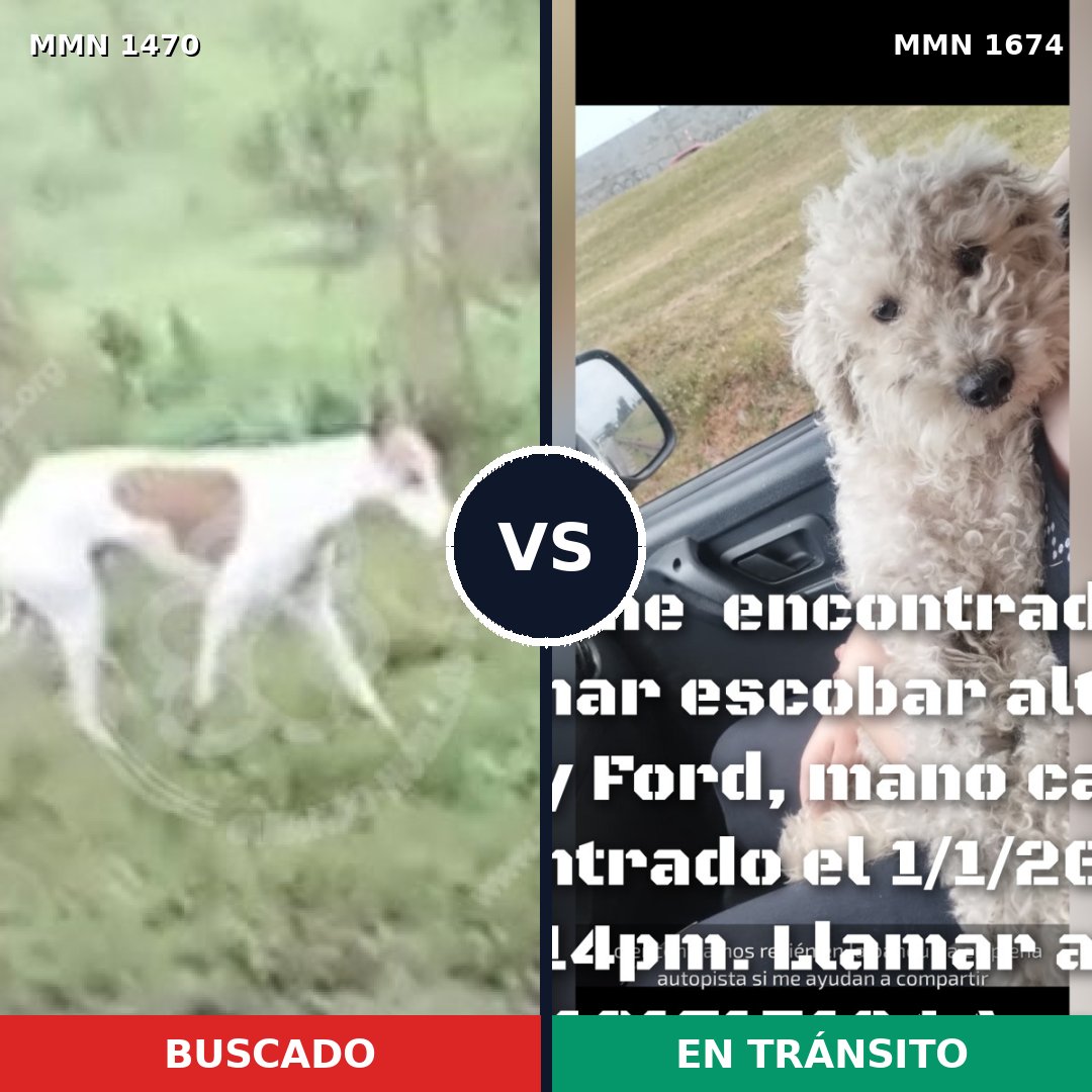 Comparativa MMS 36243: mascota perdida y mascota encontrada, 50% de similitud