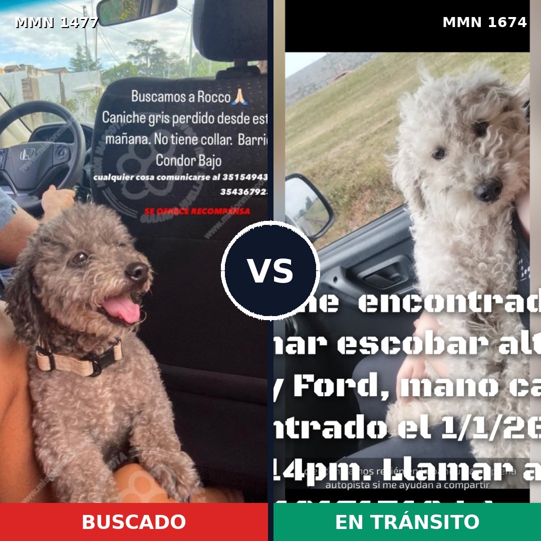 Comparativa MMS 36244: mascota perdida y mascota encontrada, 27% de similitud