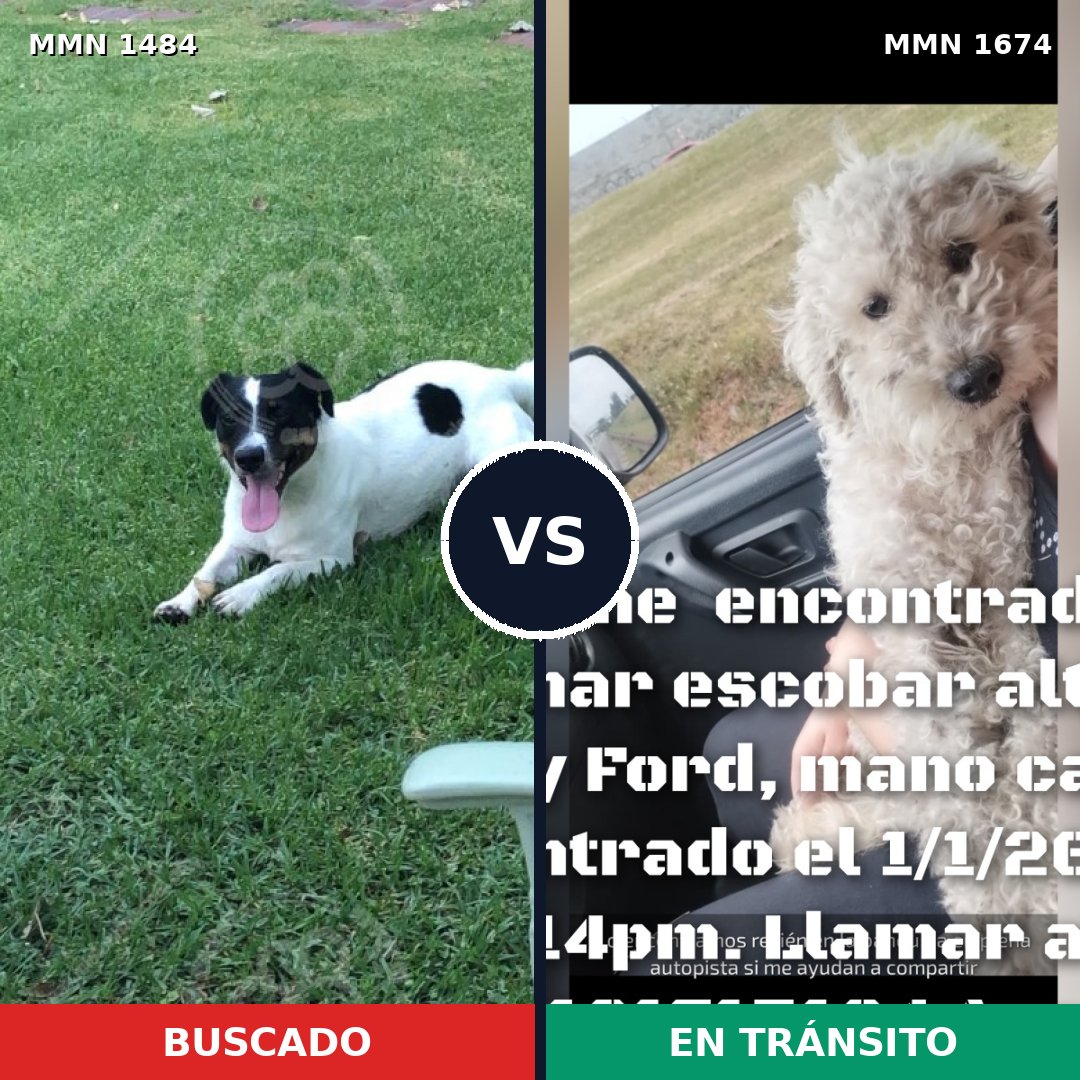 Comparativa MMS 36245: mascota perdida y mascota encontrada, 48% de similitud