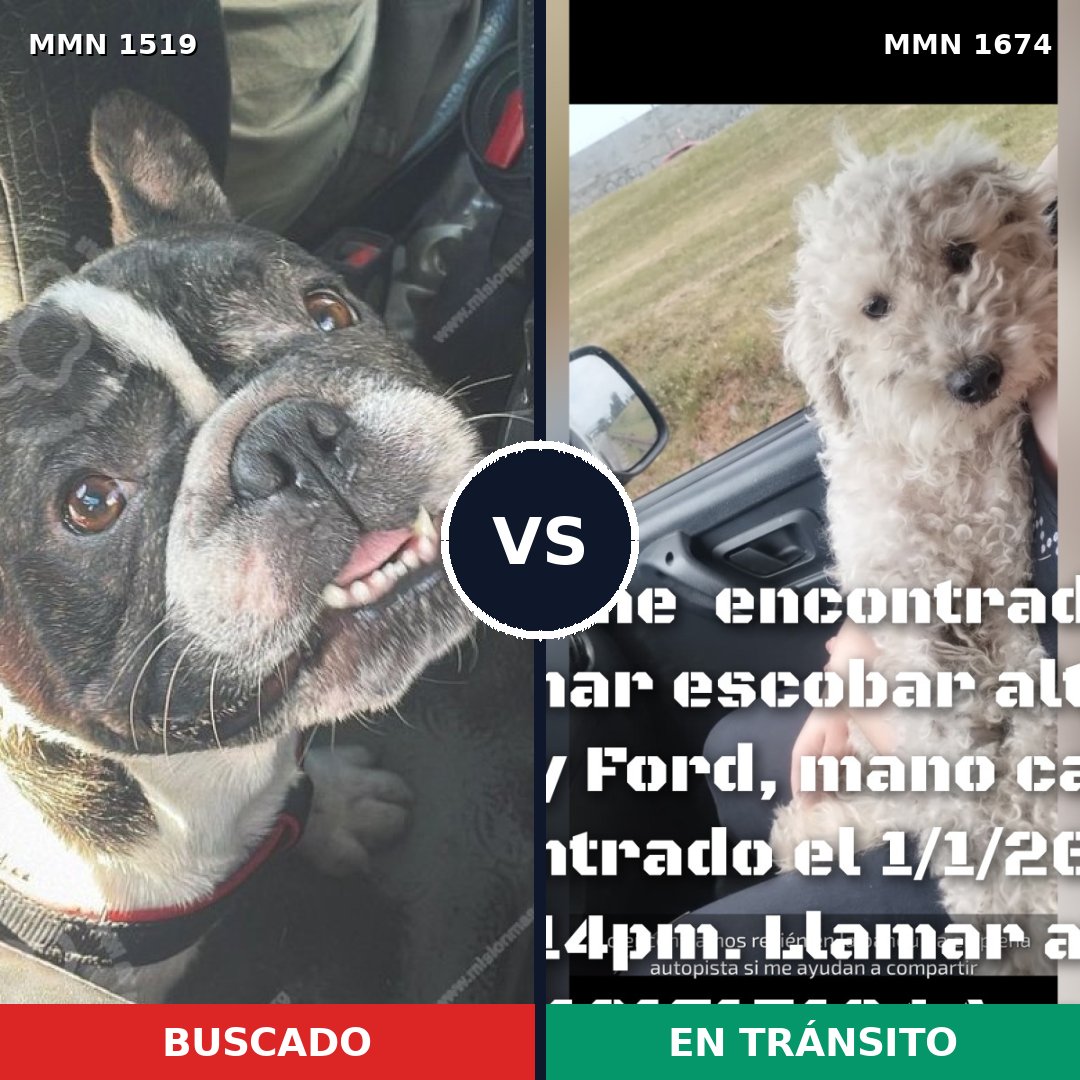 Comparativa MMS 36246: mascota perdida y mascota encontrada, 50% de similitud