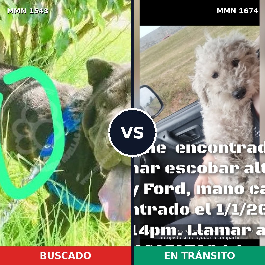 Comparativa MMS 36248: mascota perdida y mascota encontrada, 42% de similitud