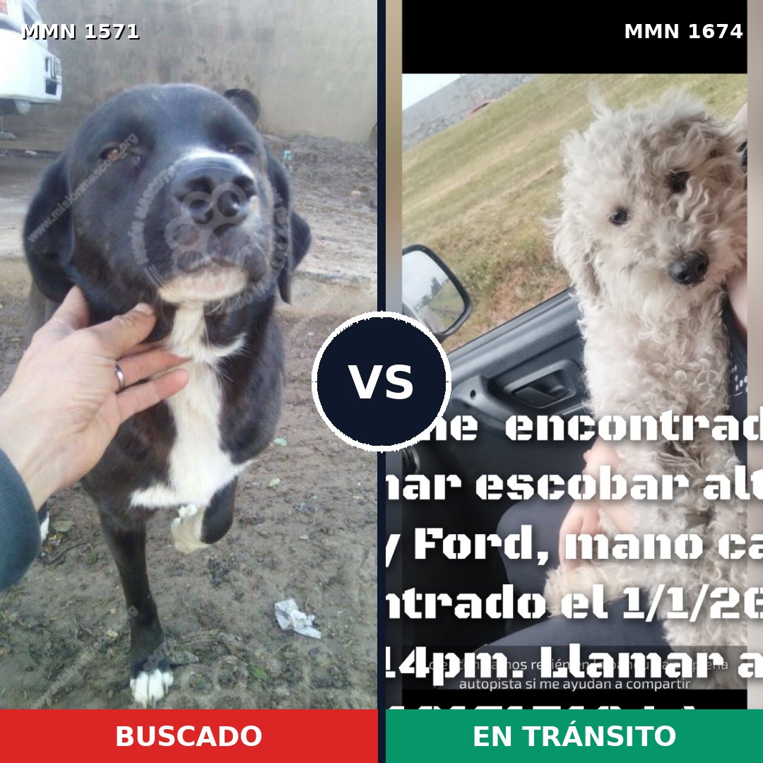 Comparativa MMS 36249: mascota perdida y mascota encontrada, 42% de similitud
