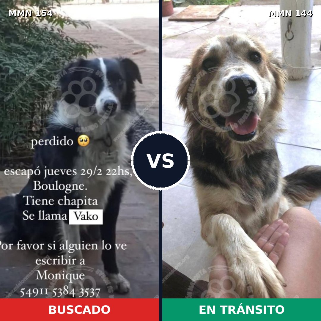 Comparativa MMS 3625: mascota perdida y mascota encontrada, 55% de similitud