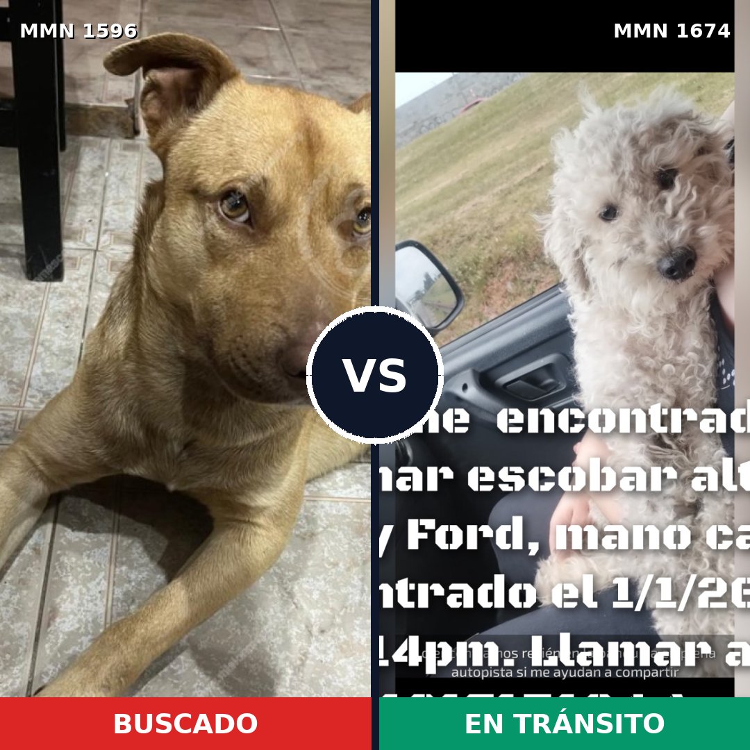 Comparativa MMS 36250: mascota perdida y mascota encontrada, 37% de similitud