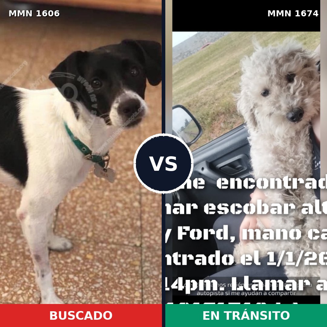 Comparativa MMS 36251: mascota perdida y mascota encontrada, 41% de similitud