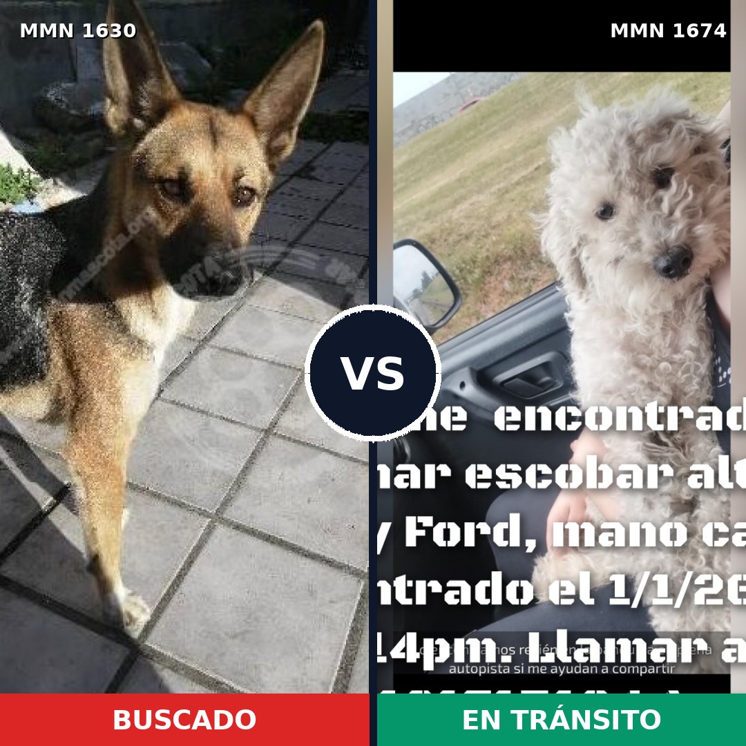 Comparativa MMS 36253: mascota perdida y mascota encontrada, 46% de similitud