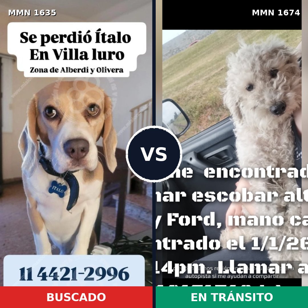 Comparativa MMS 36254: mascota perdida y mascota encontrada, 33% de similitud