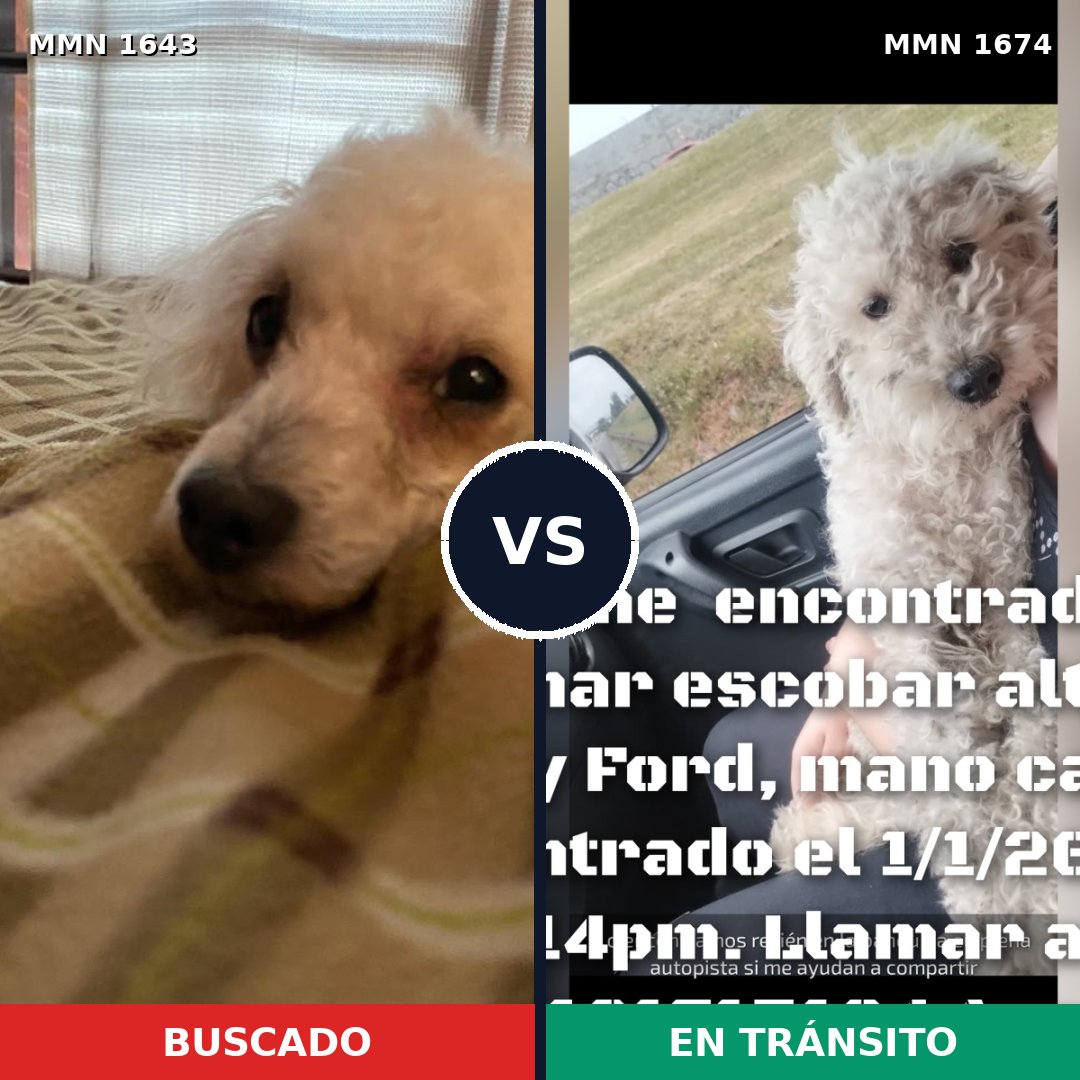 Comparativa MMS 36255: mascota perdida y mascota encontrada, 50% de similitud