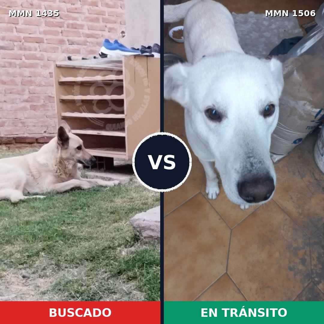 Comparativa MMS 36258: mascota perdida y mascota encontrada, 59% de similitud