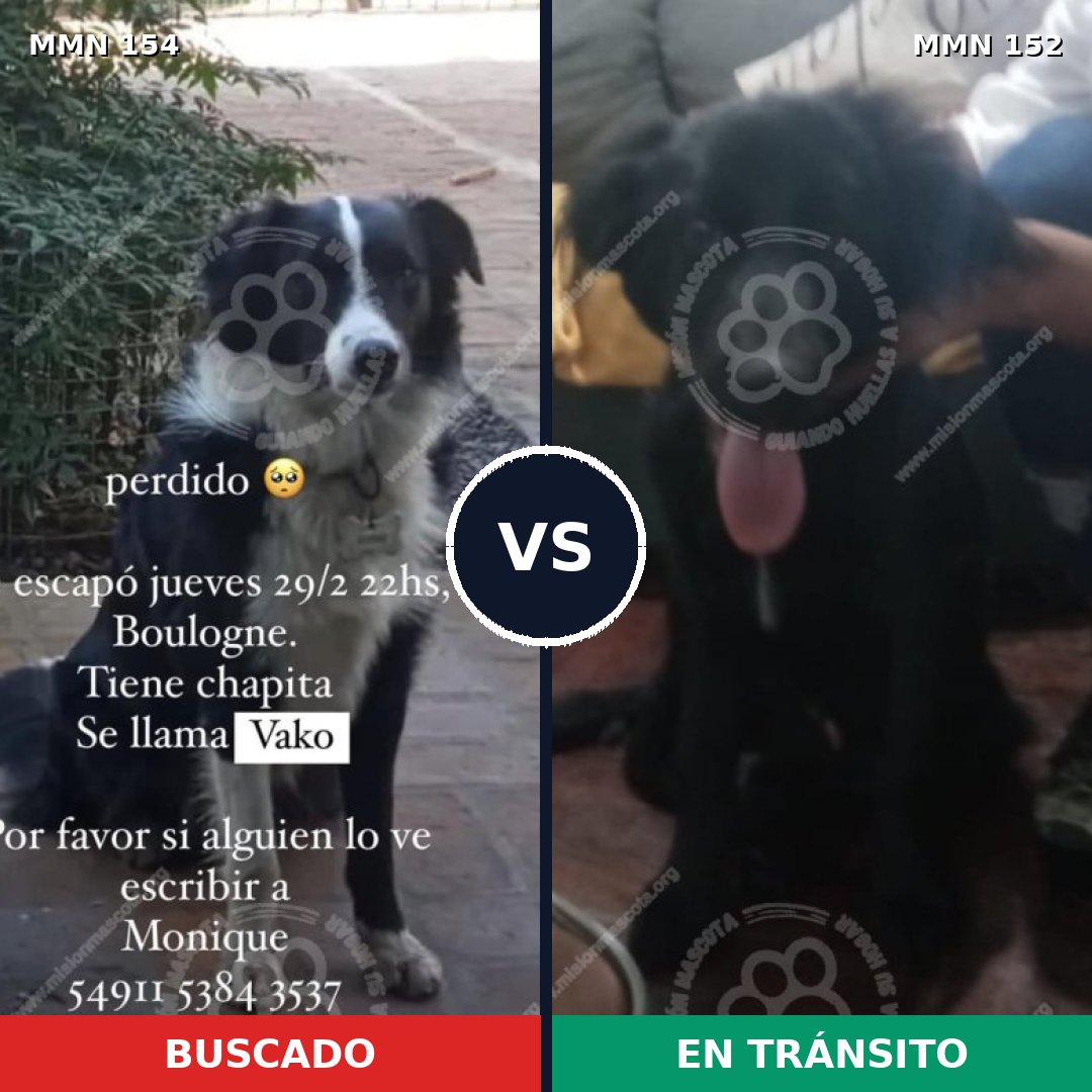 Comparativa MMS 3626: mascota perdida y mascota encontrada, 67% de similitud