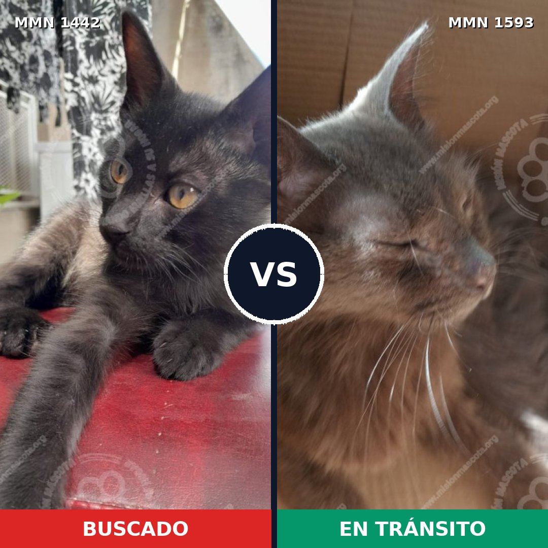 Comparativa MMS 36260: mascota perdida y mascota encontrada, 56% de similitud